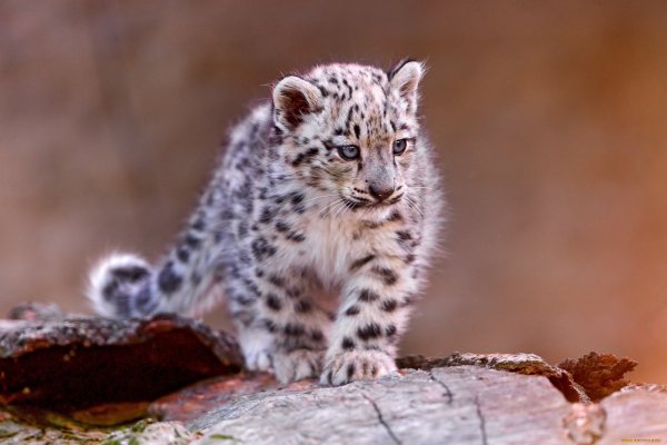 Снежный Барс (Ирбис, снежный леопард)