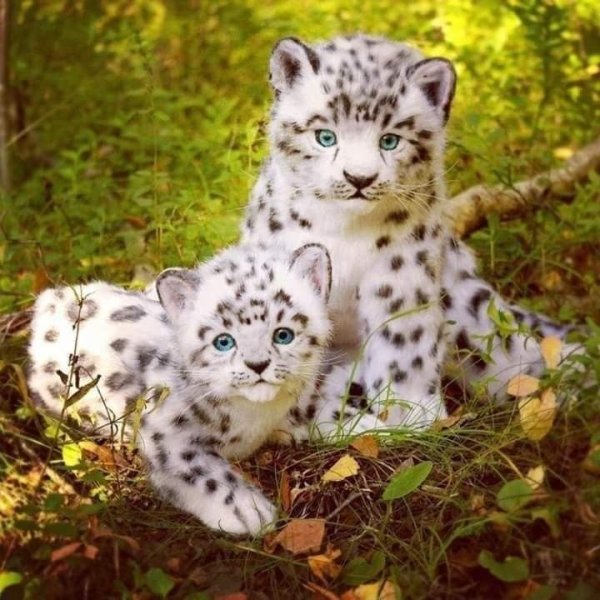 Барс детеныш барсенок