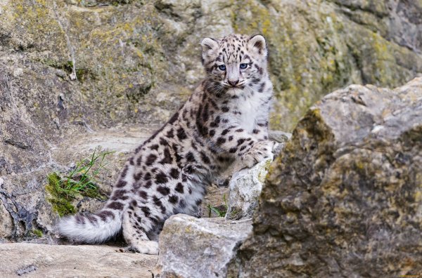 Снежный Барс Баговская