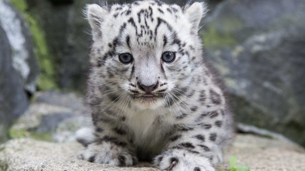 Очень милый снежный Барс