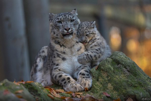 Снежный Барс Ирбис Детеныши
