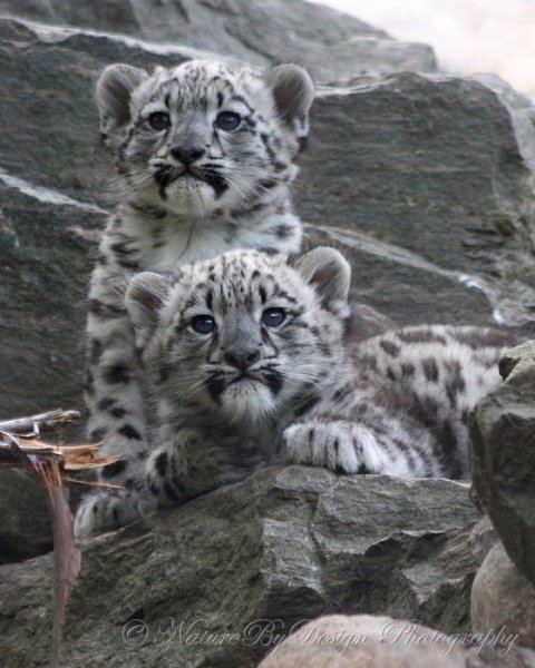 Барс с барсятами