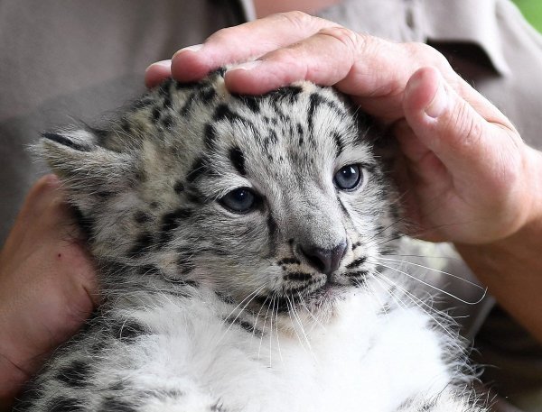 Снежный Барс в Татарстане