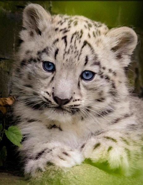 - Снежный Барс (Panthera uncia