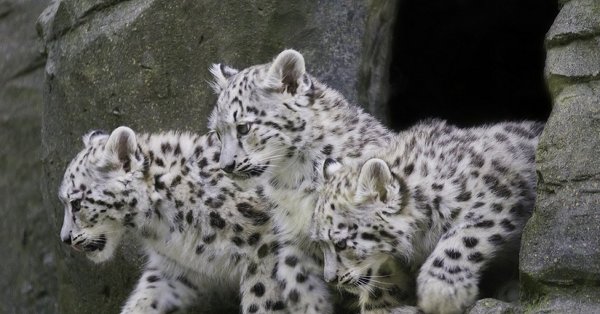 Редкие и исчезающие животные