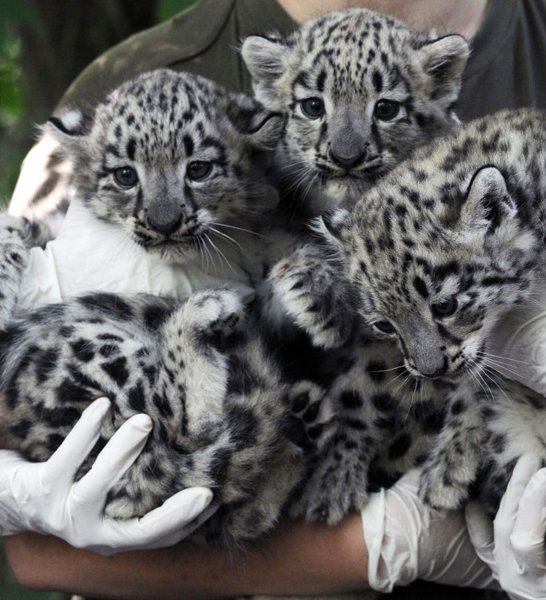 Снежный Барс детеныш