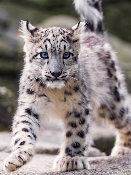 Белый леопард маленький