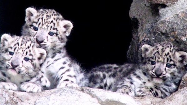 Снежный Барс с барсятами