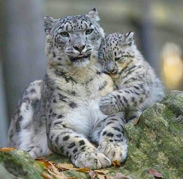 Снежный Барс Ирбис семья