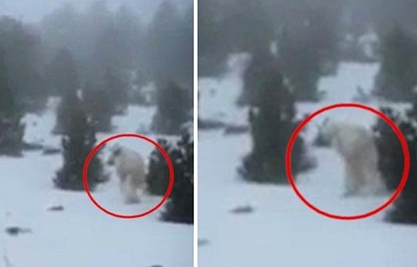 Снежный человек в реальной жизни