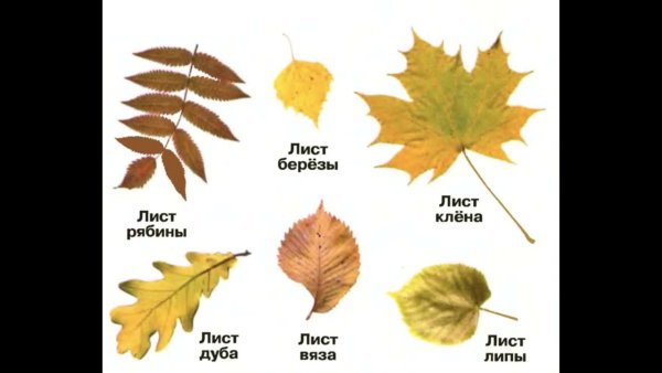 Листья клена рябины дуба березы
