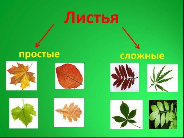 Названия сложных листьев