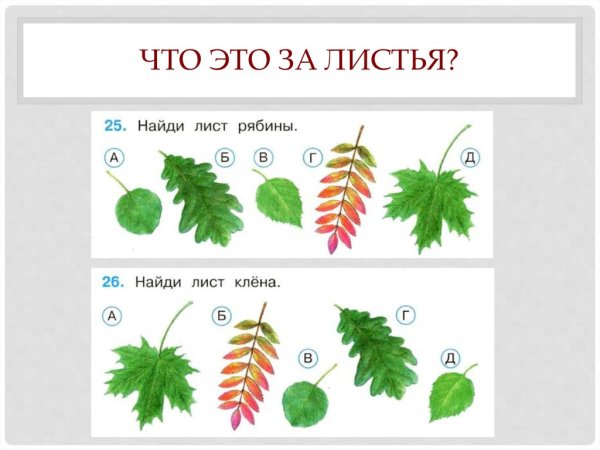 Окружающий мир листья