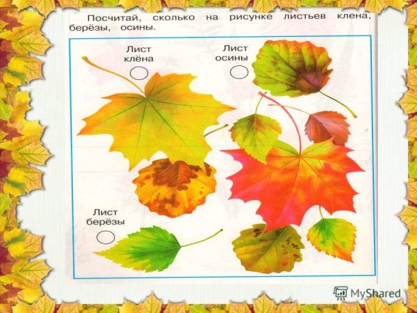 Осенние листья урок окружающего мира