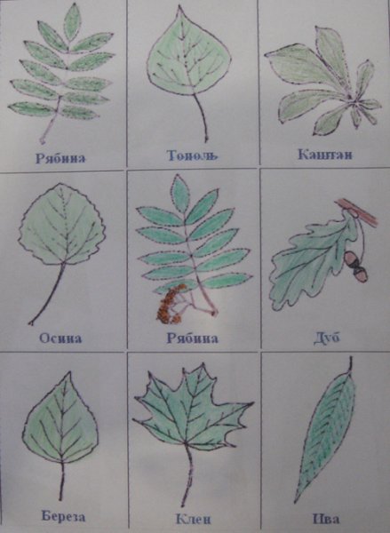 Листы деревьев и их названия