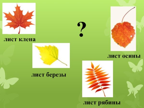 Листья клена рябины дуба березы