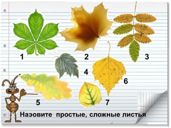 Листья клена рябины дуба березы