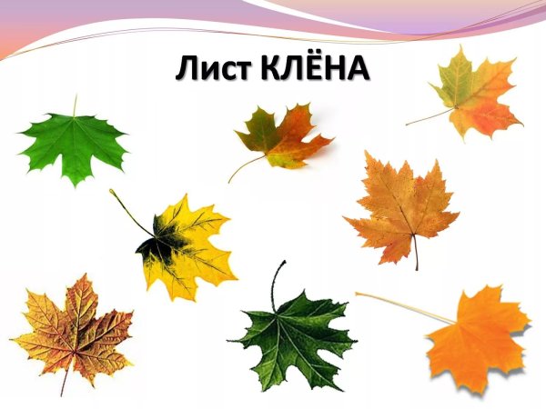 Разные кленовые листья с названиями