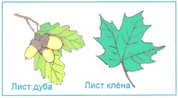 Листья деревьев 1 класс окружающий