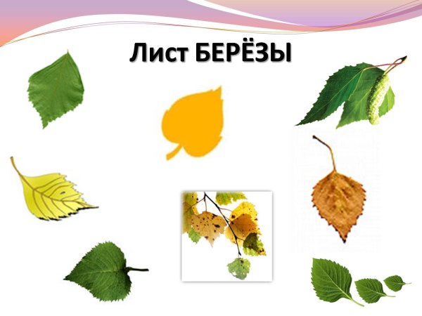 Лист березы для дошкольников