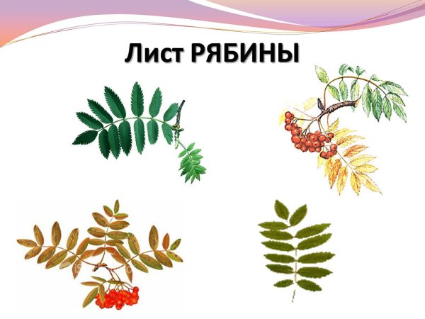 Описание листьев рябины