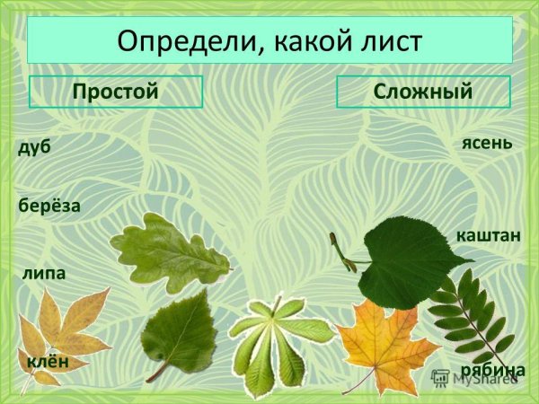 Листья ясеня клена и липы