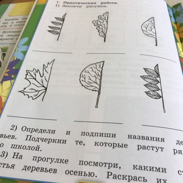 Подпишите названия деревьев