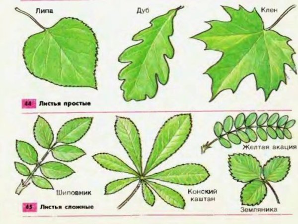 Простые и сложные листья растений