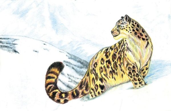 Снежный Барс для детей