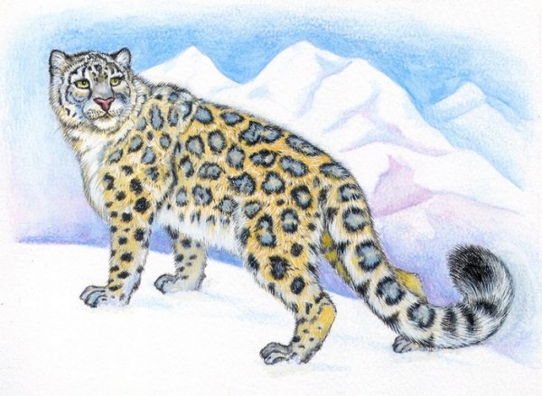 Детские рисунки снежного Барса