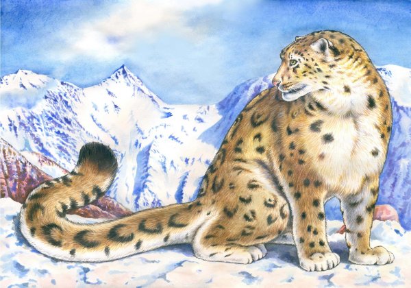 Снежный Барс иллюстрация