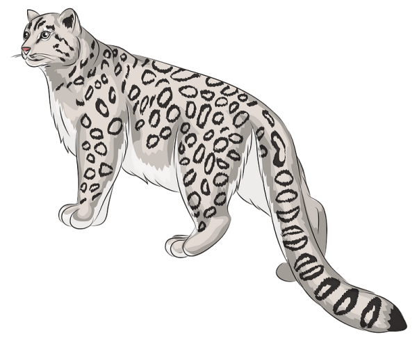 Снежный Барс на белом фоне