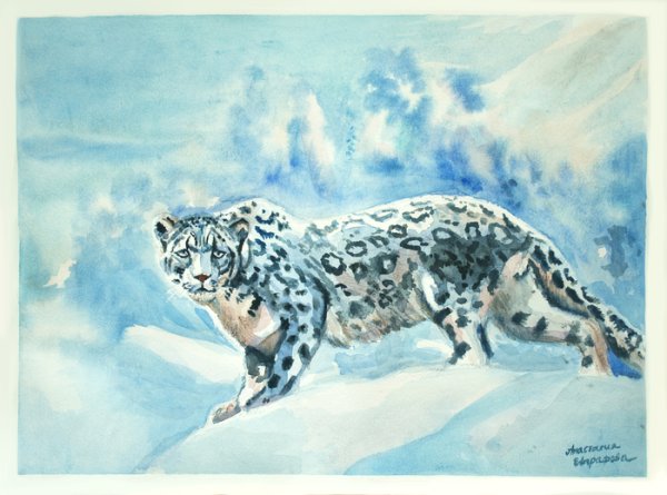Снежный Барс рисунок
