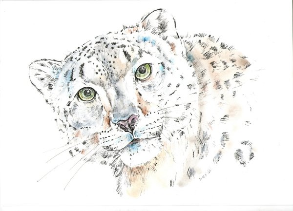 Ирбис нарисовать