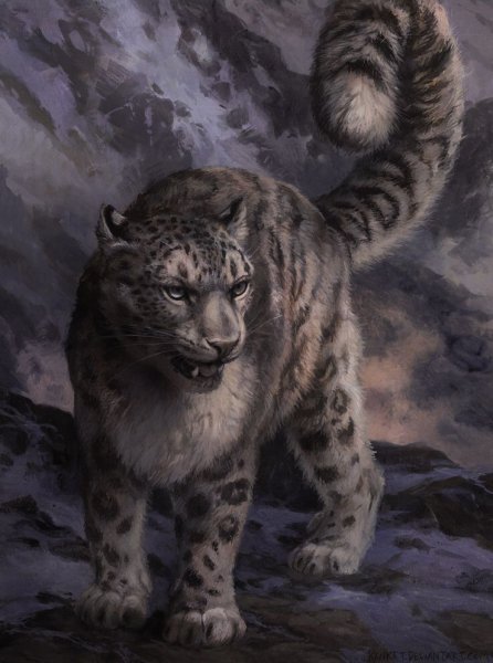 Снежный Барс и тигр