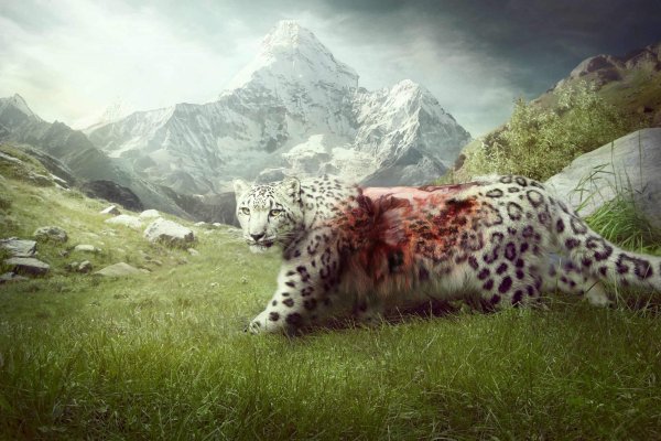 Снежный Барс арт величественный в природе