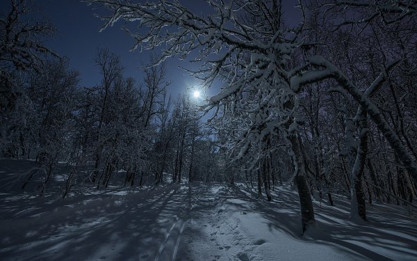 Заснеженный лес ночью