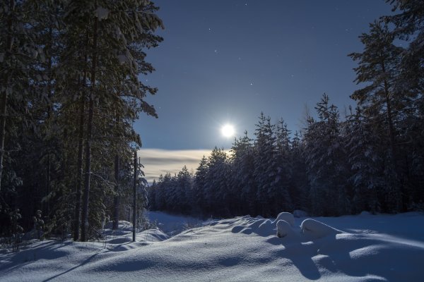 Лес снег ночь