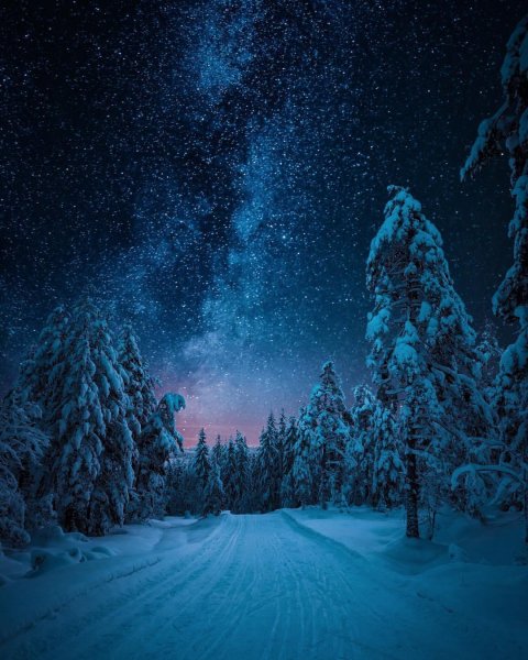 Зимний лес ночью