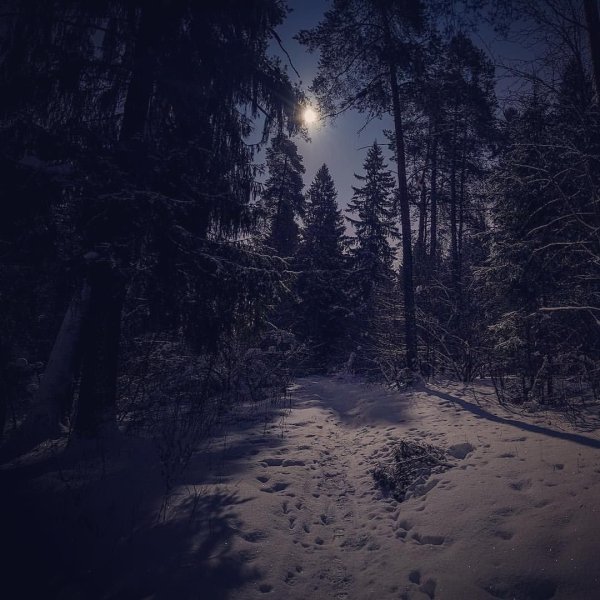 Ночной лес зимой