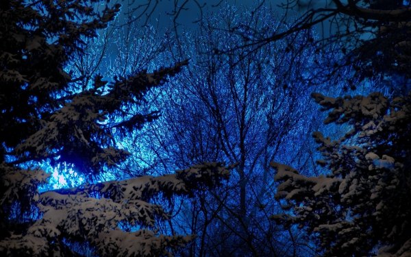 Ночной лес