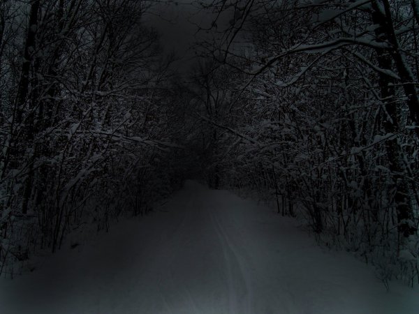 Зимний лес ночью