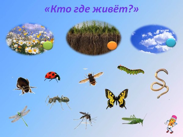 Мир насекомых для дошкольников