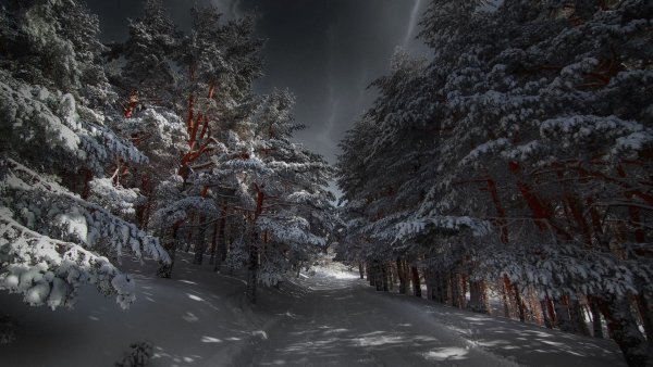 Ночной заснеженный лес