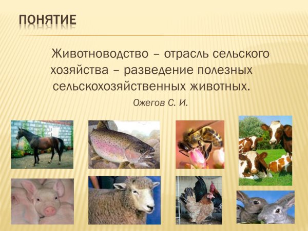 Доклад о животноводстве