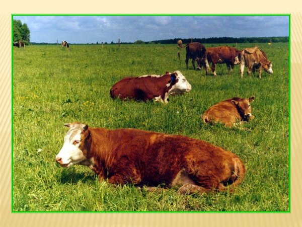 Скотоводство проект