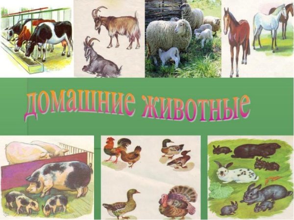 Тема животноводство