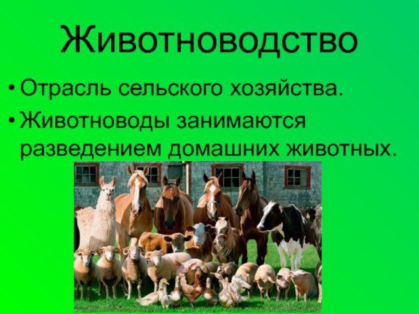 Презентация отрасли животноводства