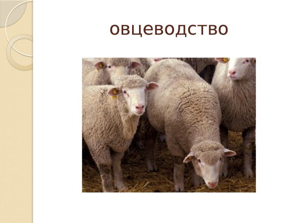 Овцеводство слайд