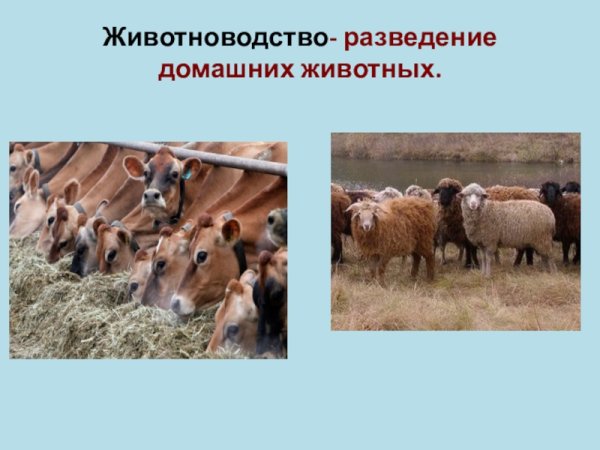 Скотоводство презентация